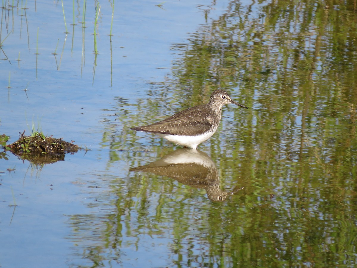 Solitary Sandpiper - ML98799651