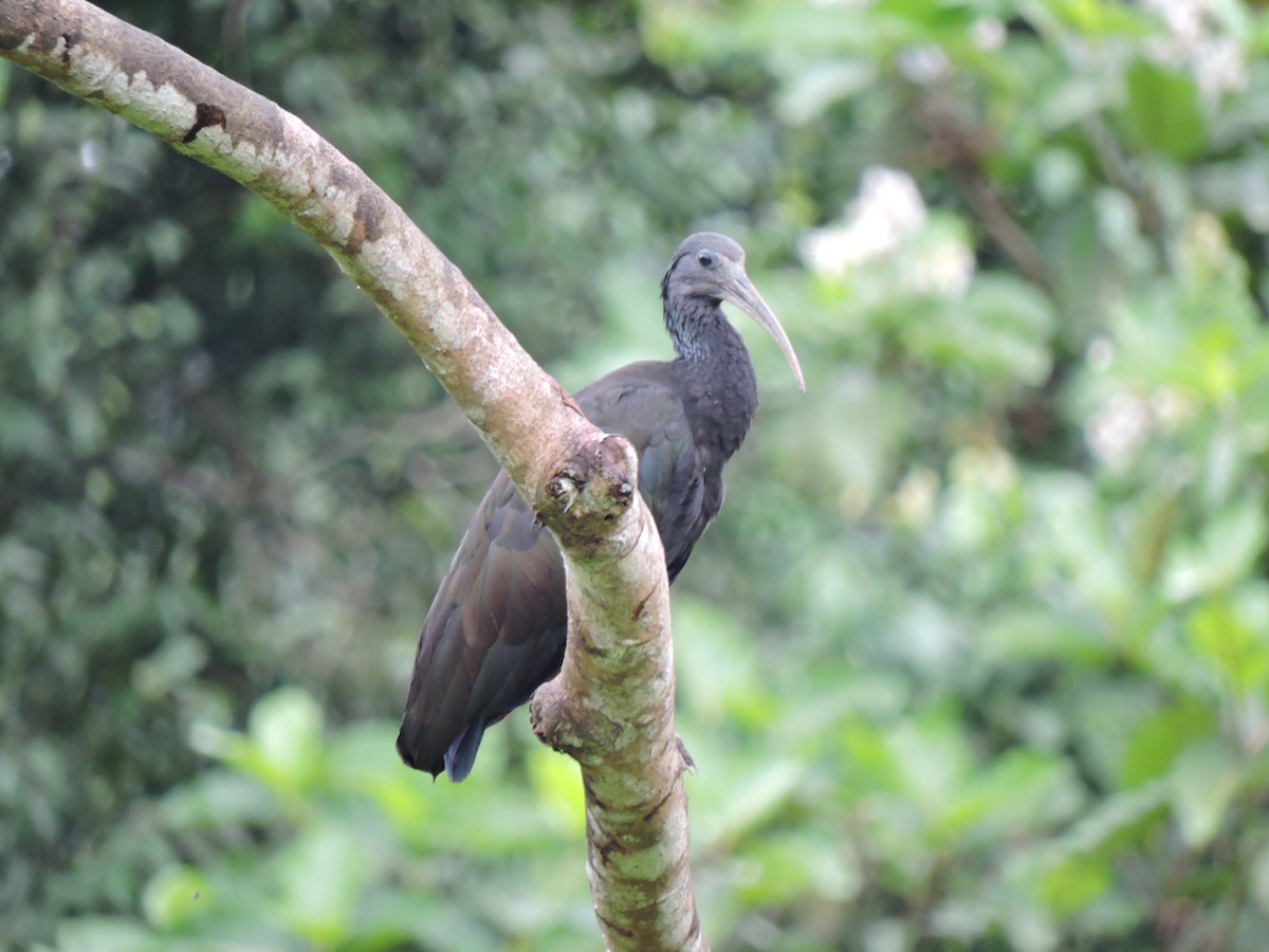 Green Ibis - Dante Gamaniel Lopez Mariño