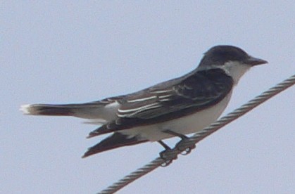Eastern Kingbird - ML98800471