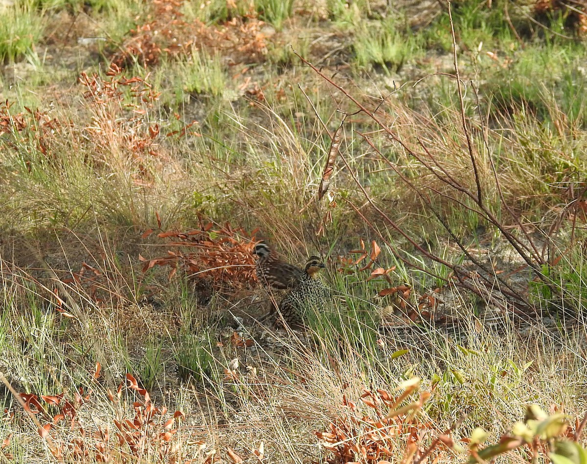 Black-throated Bobwhite - ML98800851