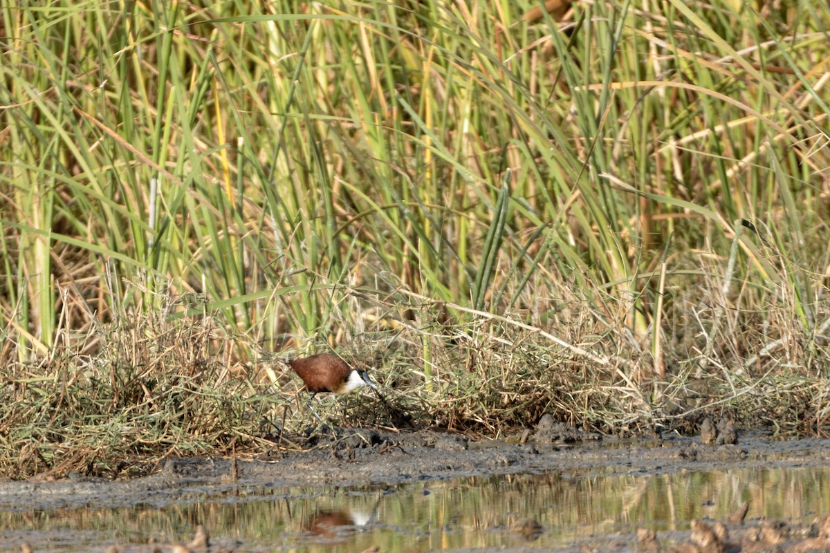 Jacana à poitrine dorée - ML98800891