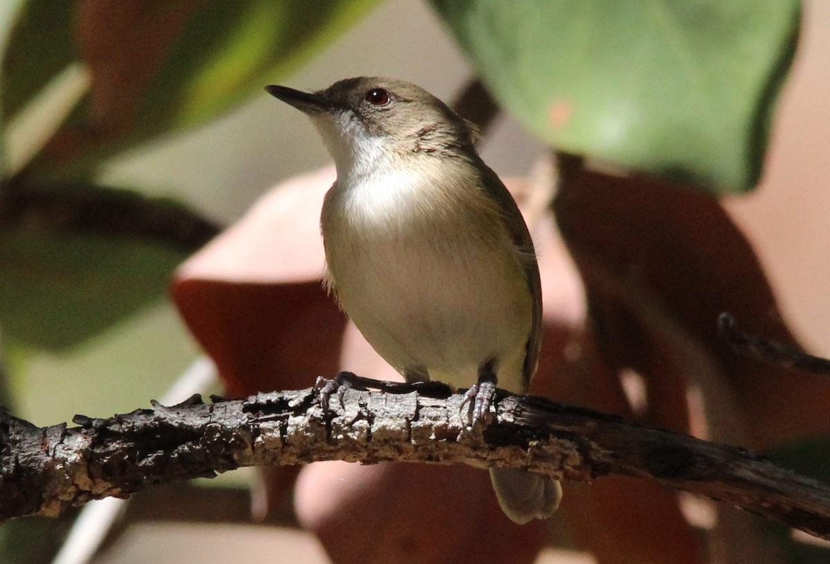 Green-backed Gerygone - ML98800911