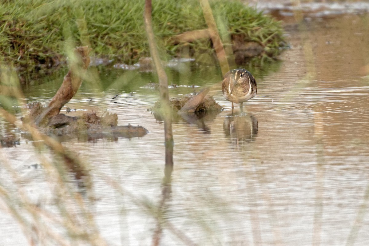 Greater Painted-Snipe - ML98800961