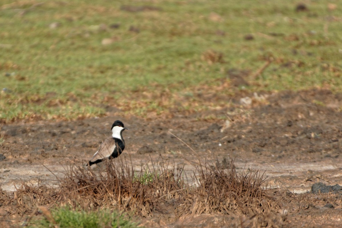 Spur-winged Lapwing - ML98800991