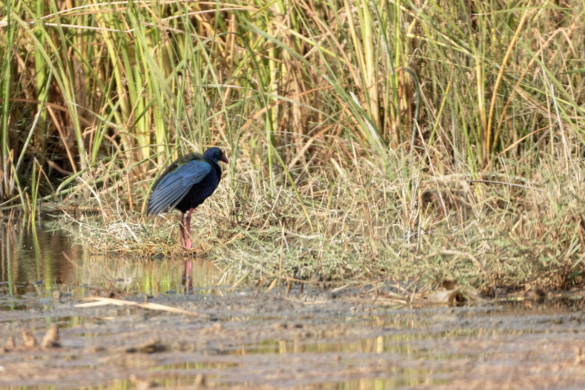 African Swamphen - ML98801021