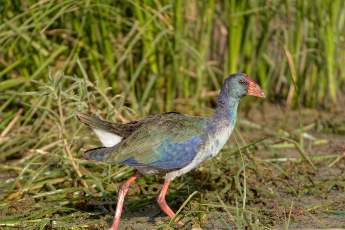 African Swamphen - ML98801051