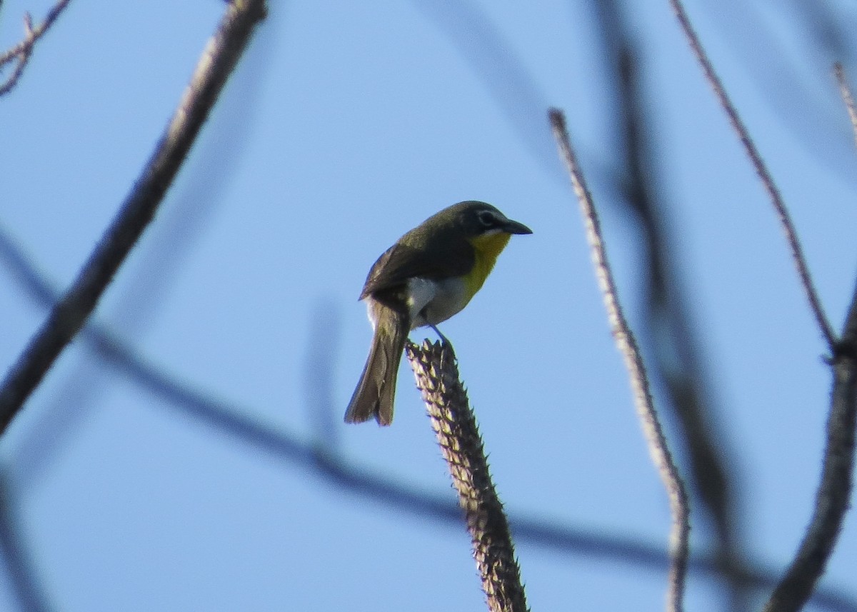 Yellow-breasted Chat - Ian Gardner