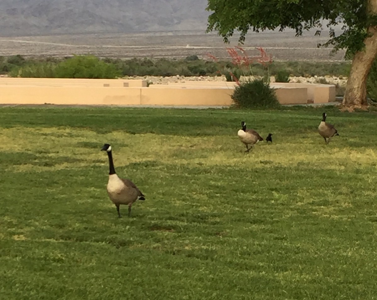 Canada Goose - ML98801351