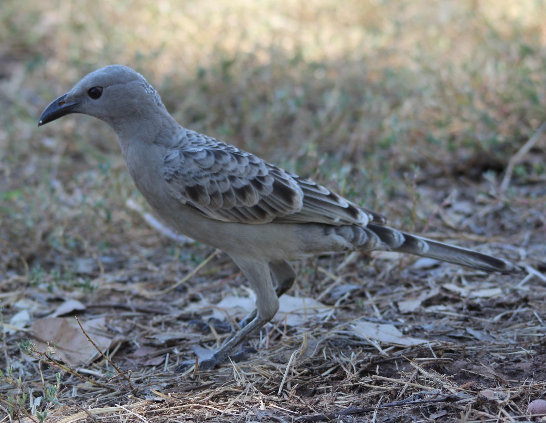 Great Bowerbird - ML98802341