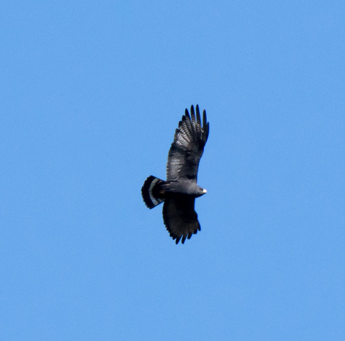 Zone-tailed Hawk - Gordon Karre