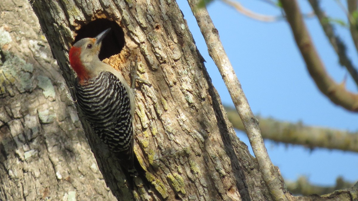 Red-bellied Woodpecker - Mike Blancher