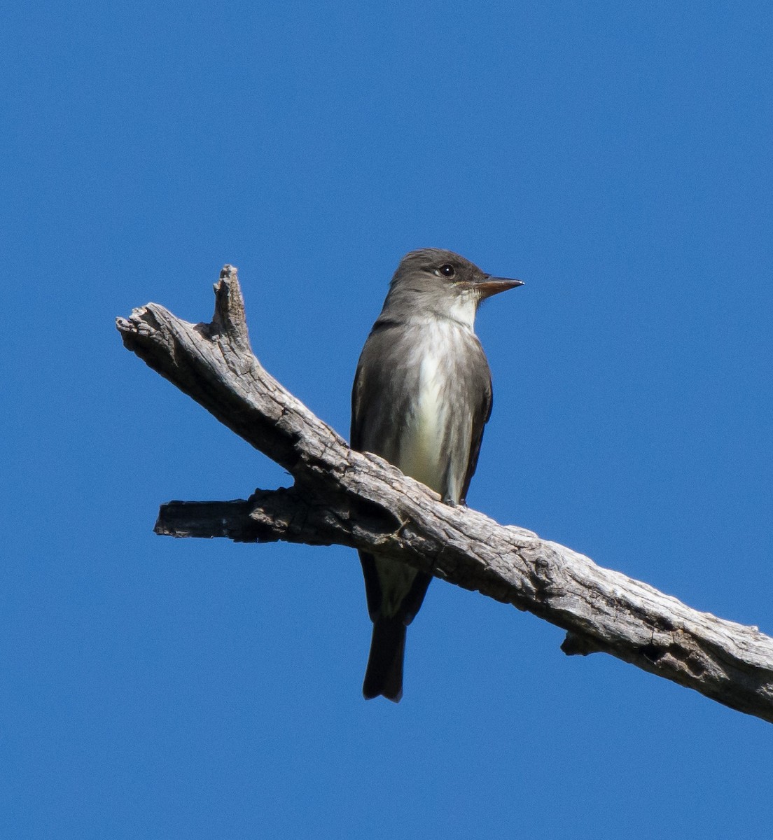 Olive-sided Flycatcher - ML98802751