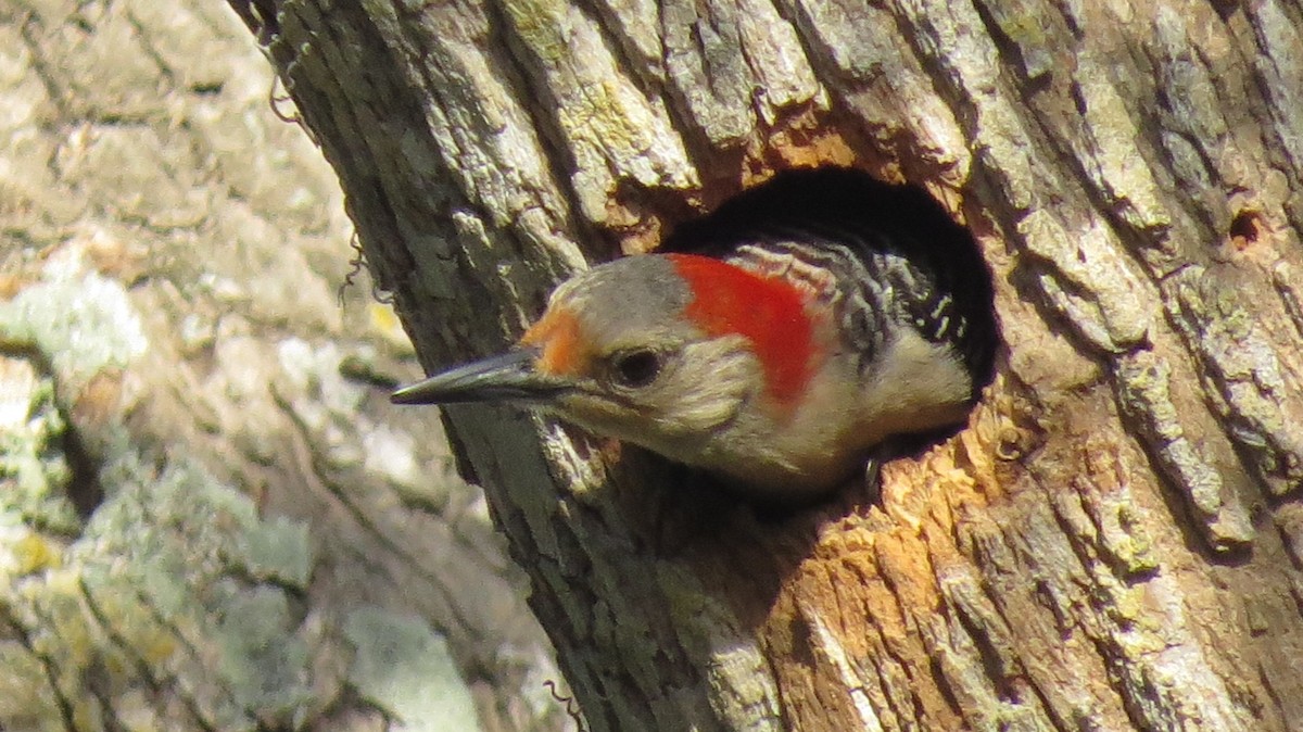 Red-bellied Woodpecker - Mike Blancher