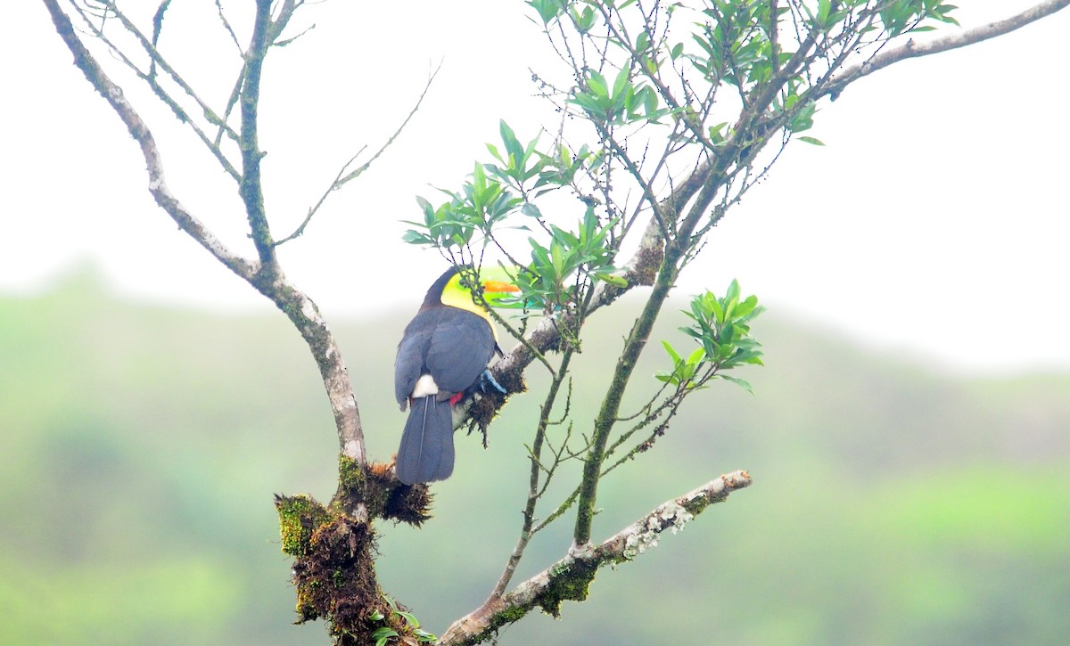 Keel-billed Toucan - ML98804301