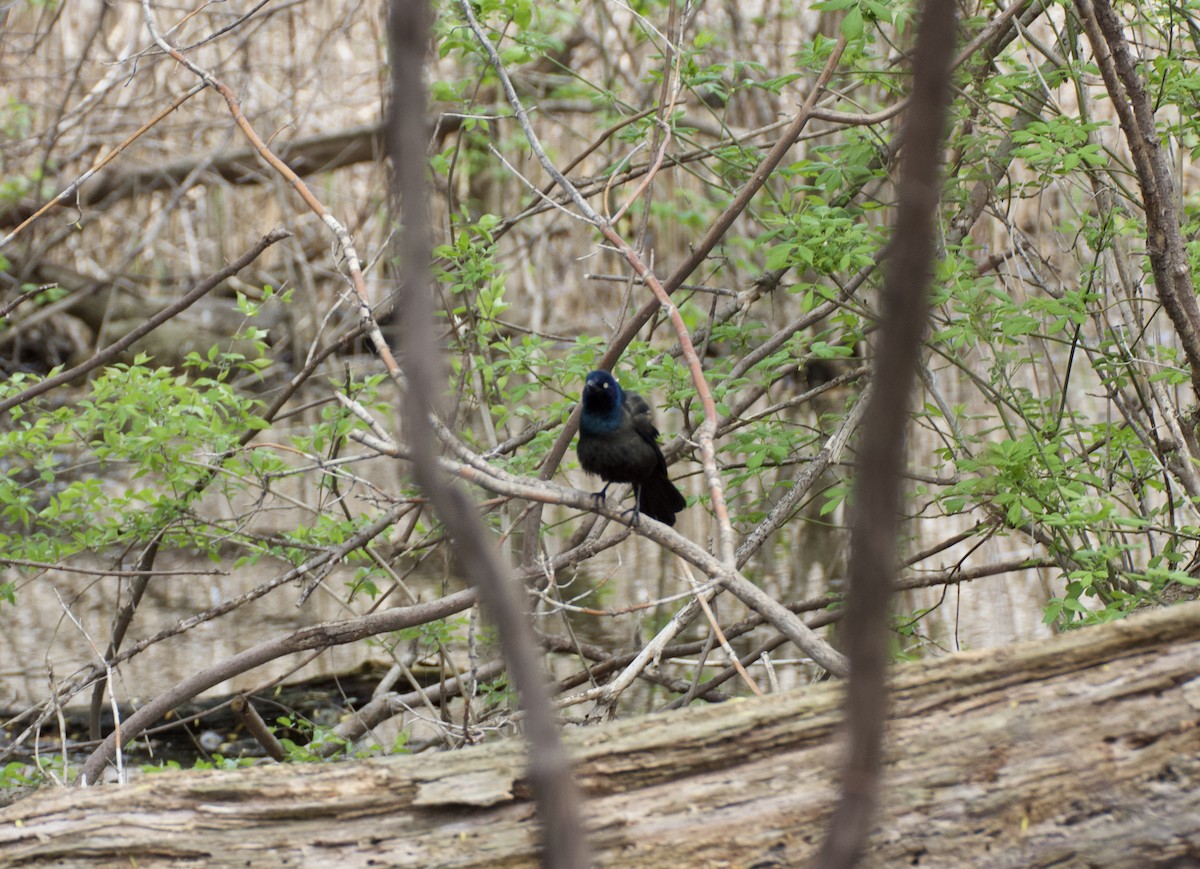 Common Grackle - Ashley  Fouch
