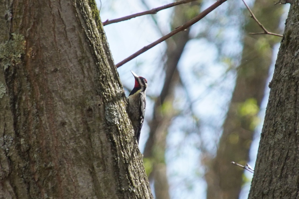 Yellow-bellied Sapsucker - ML98804601