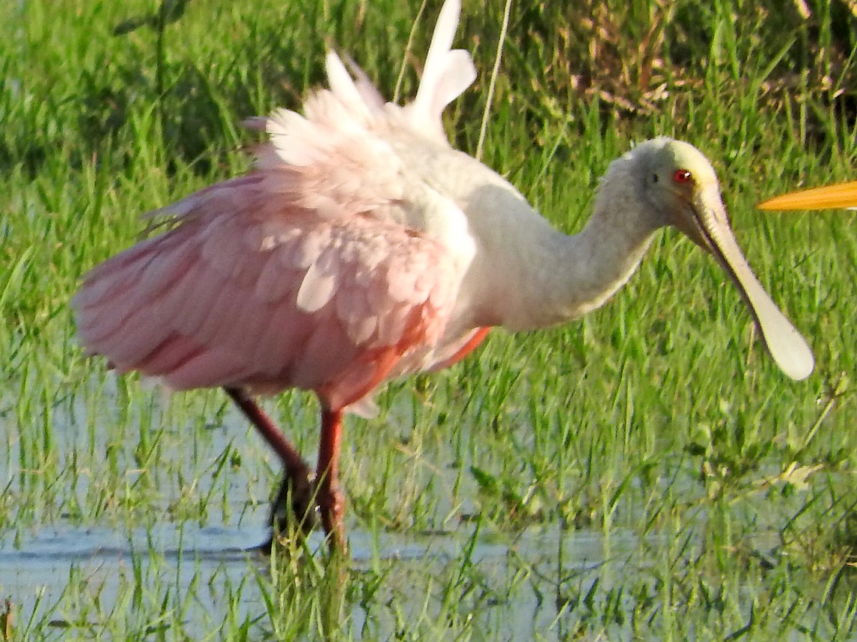 Roseate Spoonbill - ML98805091