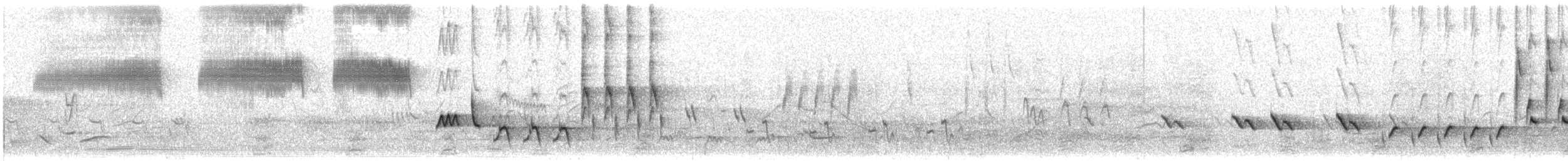 sørnattergal (golzii) - ML98805121