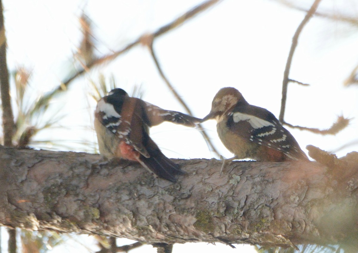 Himalayan Woodpecker - ML98805901