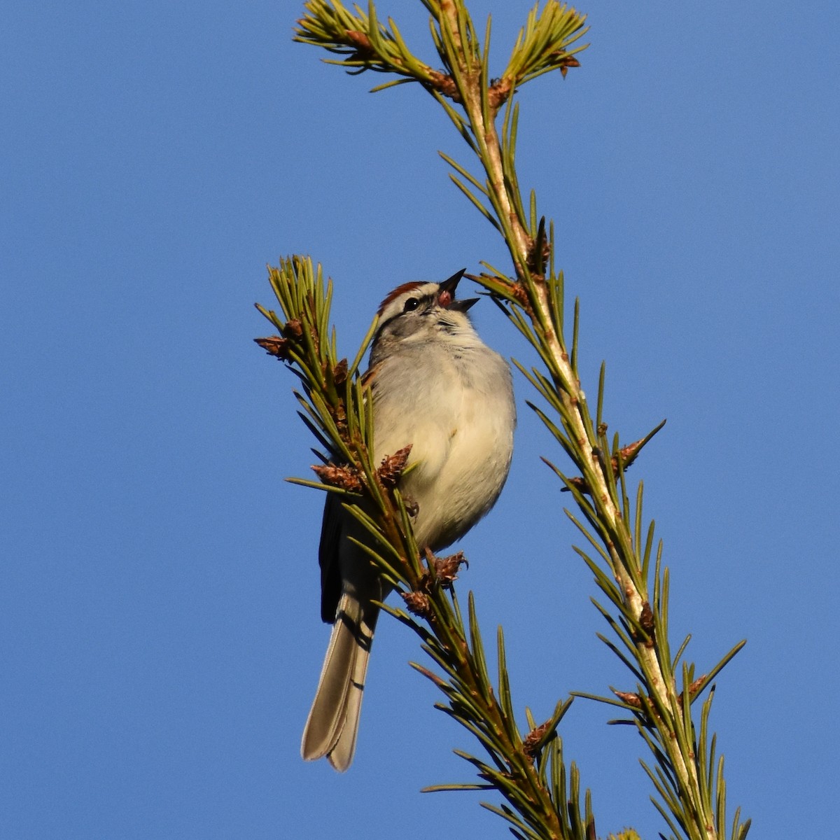 Chipping Sparrow - ML98806381