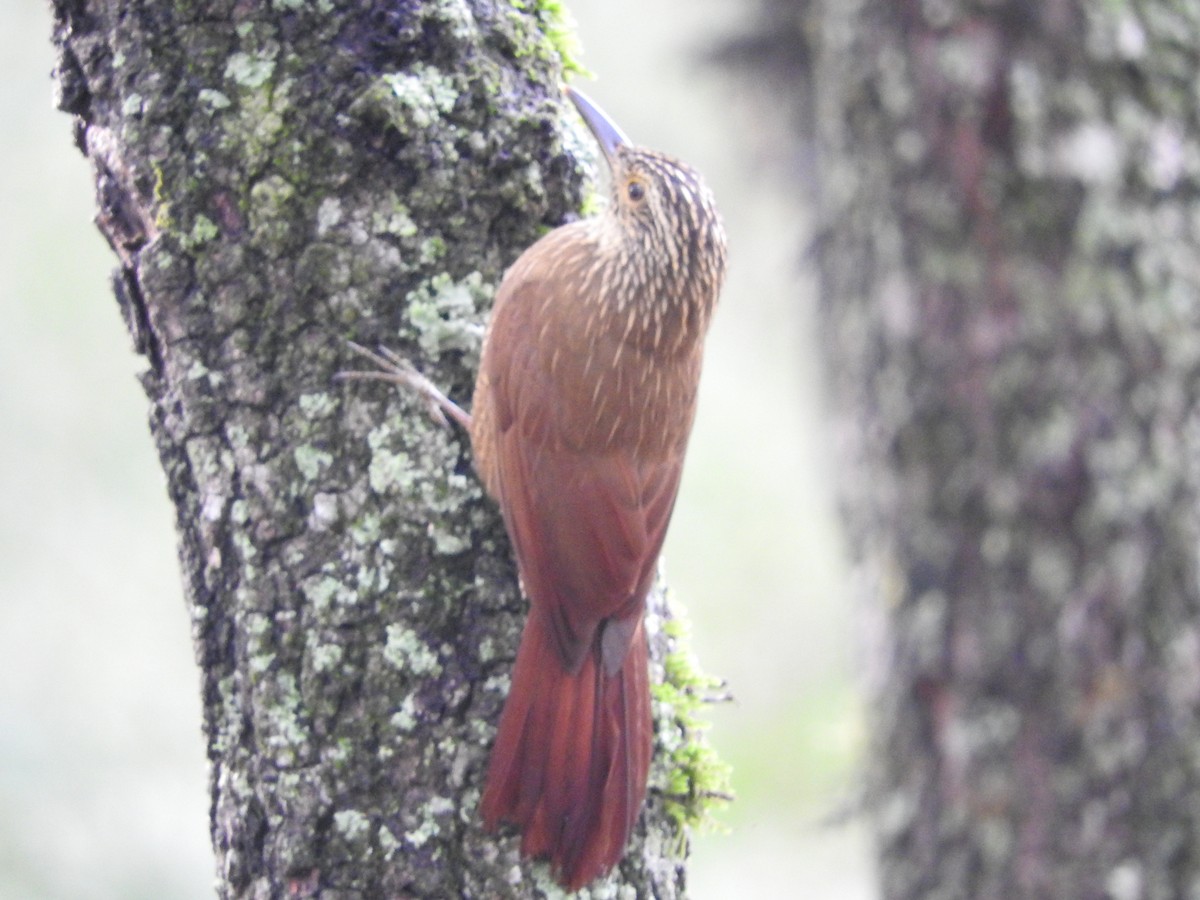 Planalto Woodcreeper - ML98806401