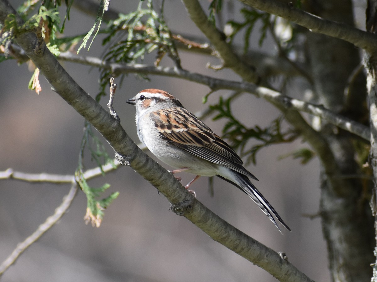 Chipping Sparrow - ML98806481
