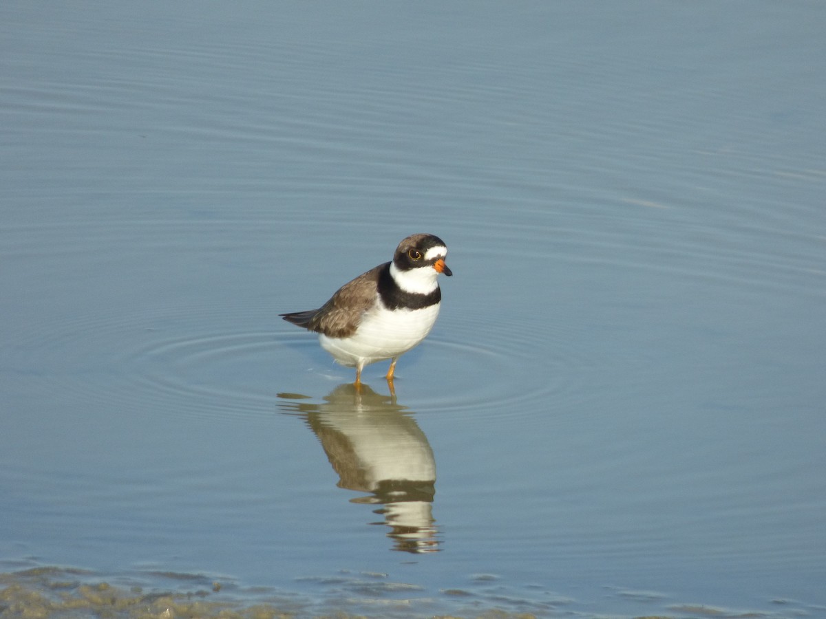 Semipalmated Plover - Jim Malcom