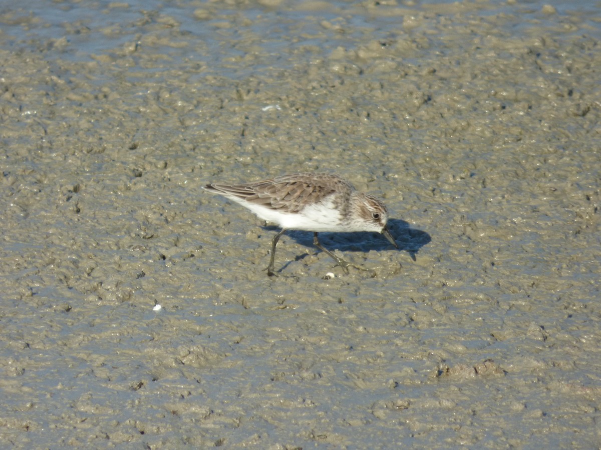 Semipalmated Sandpiper - ML98807071