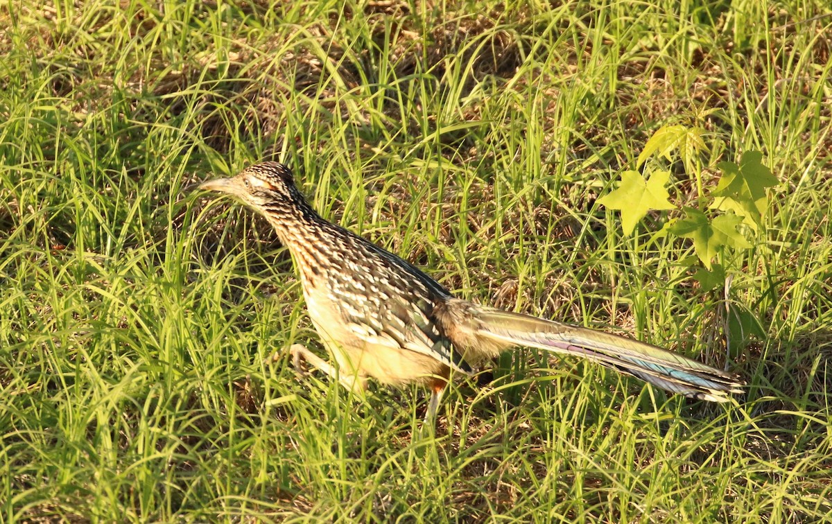 Greater Roadrunner - Pamela Barton