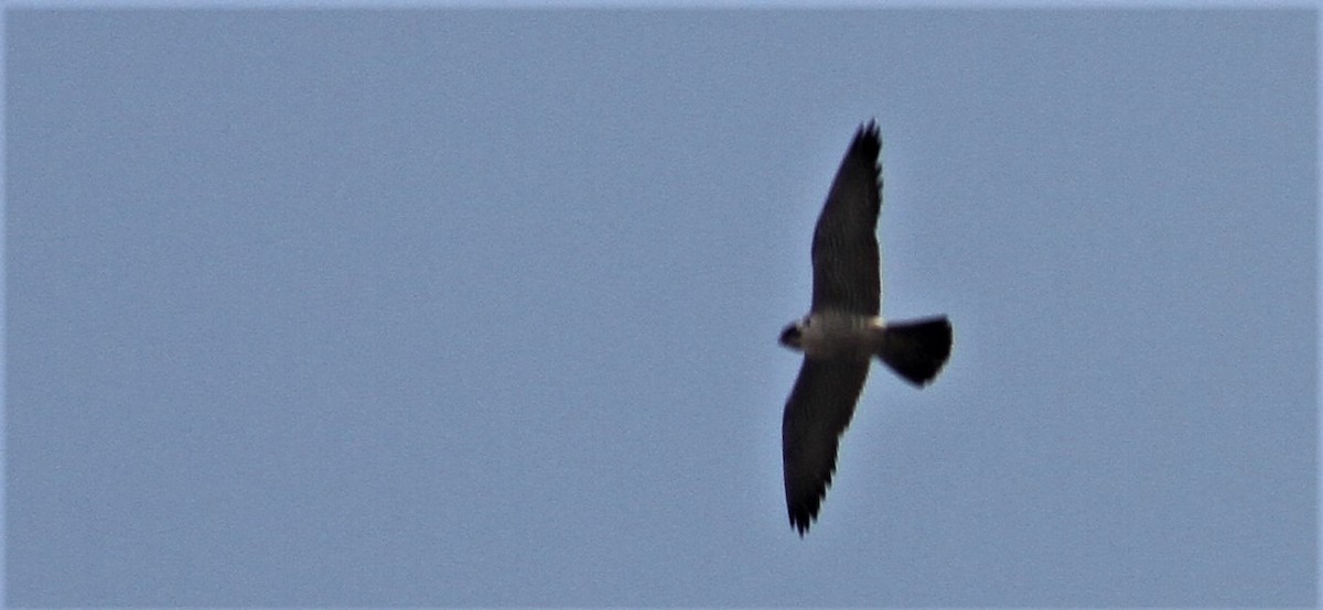 Peregrine Falcon - ML98807881