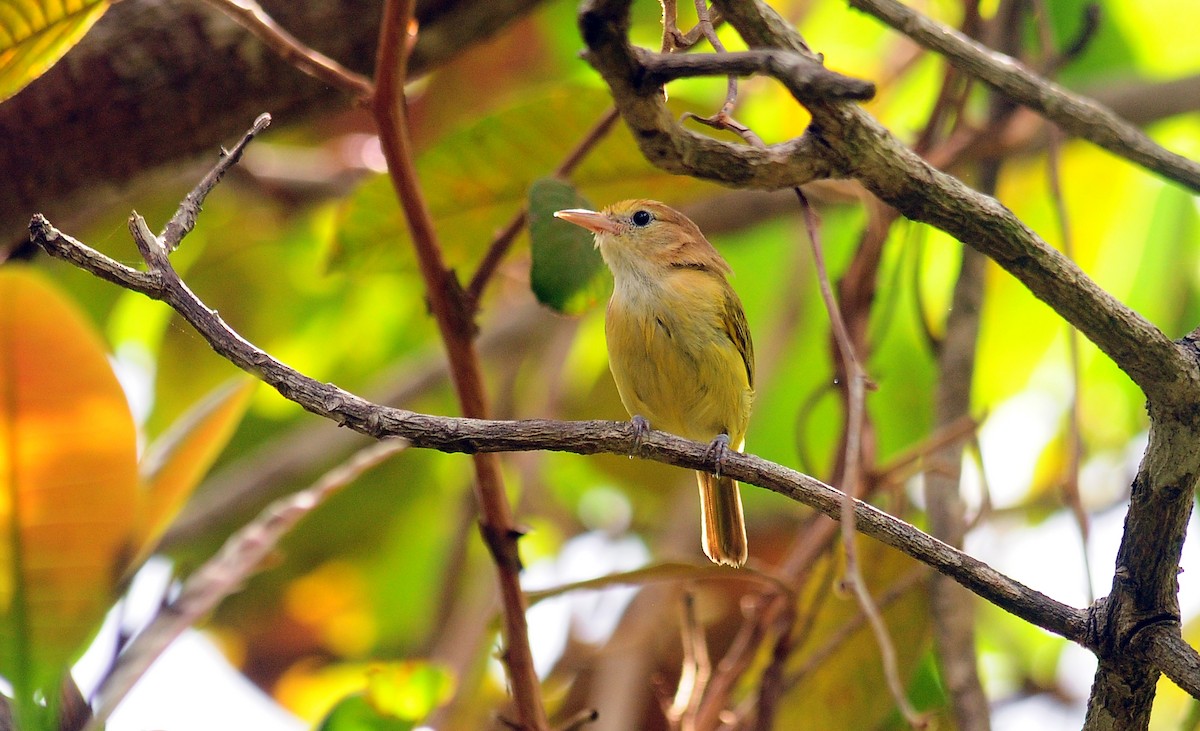 Golden-fronted Greenlet - Josanel Sugasti -photographyandbirdingtourspanama