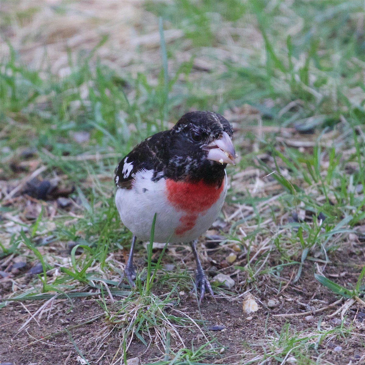 Rose-breasted Grosbeak - ML98808051