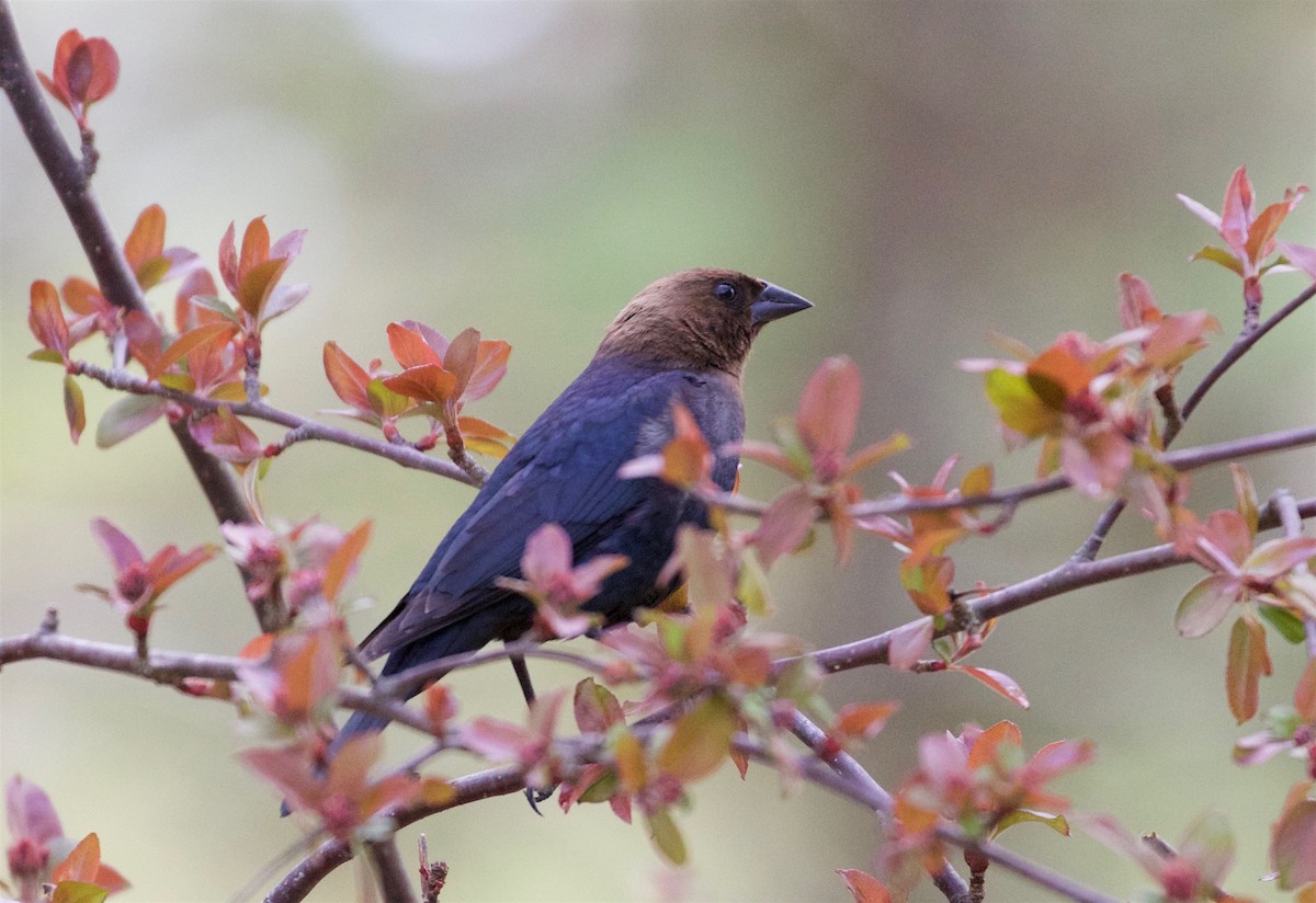 Brown-headed Cowbird - ML98808181