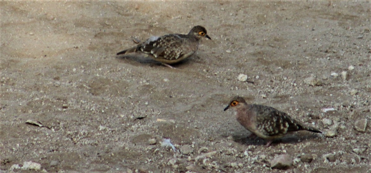 Bare-faced Ground Dove - ML98808701