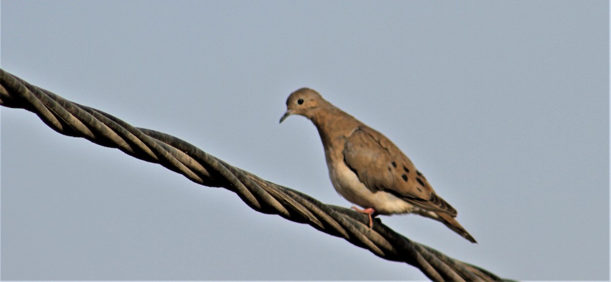 Eared Dove - ML98808771