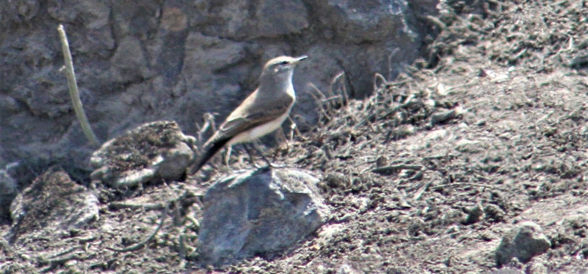 Coastal Miner - ML98808871
