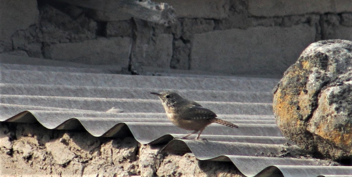 Southern House Wren - ML98809071