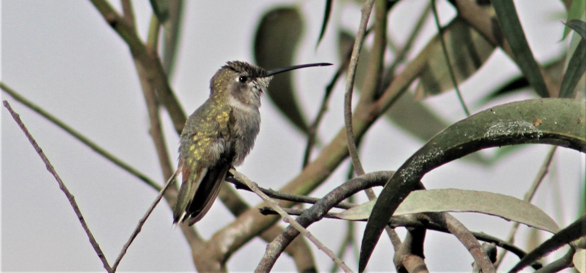 Oasis Hummingbird - ML98809261