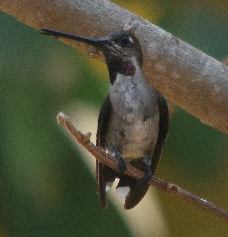 Long-billed Starthroat - ML98809341