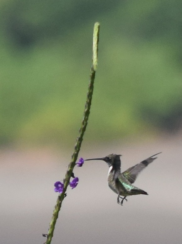 Long-billed Starthroat - ML98809361