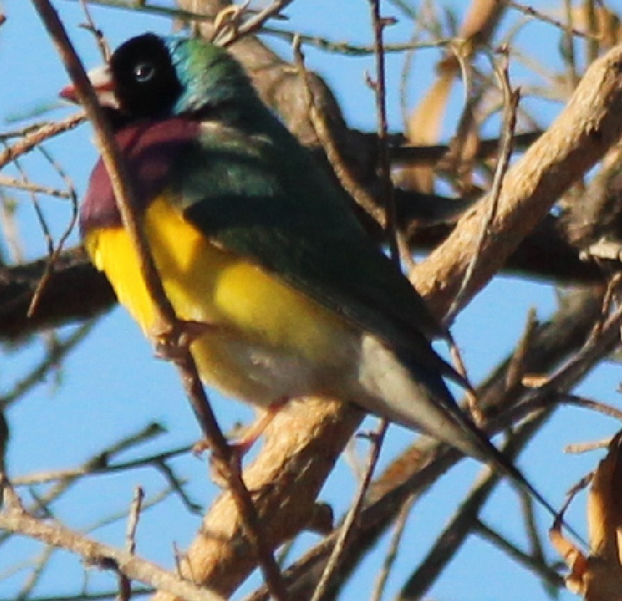 Gouldian Finch - ML98809401