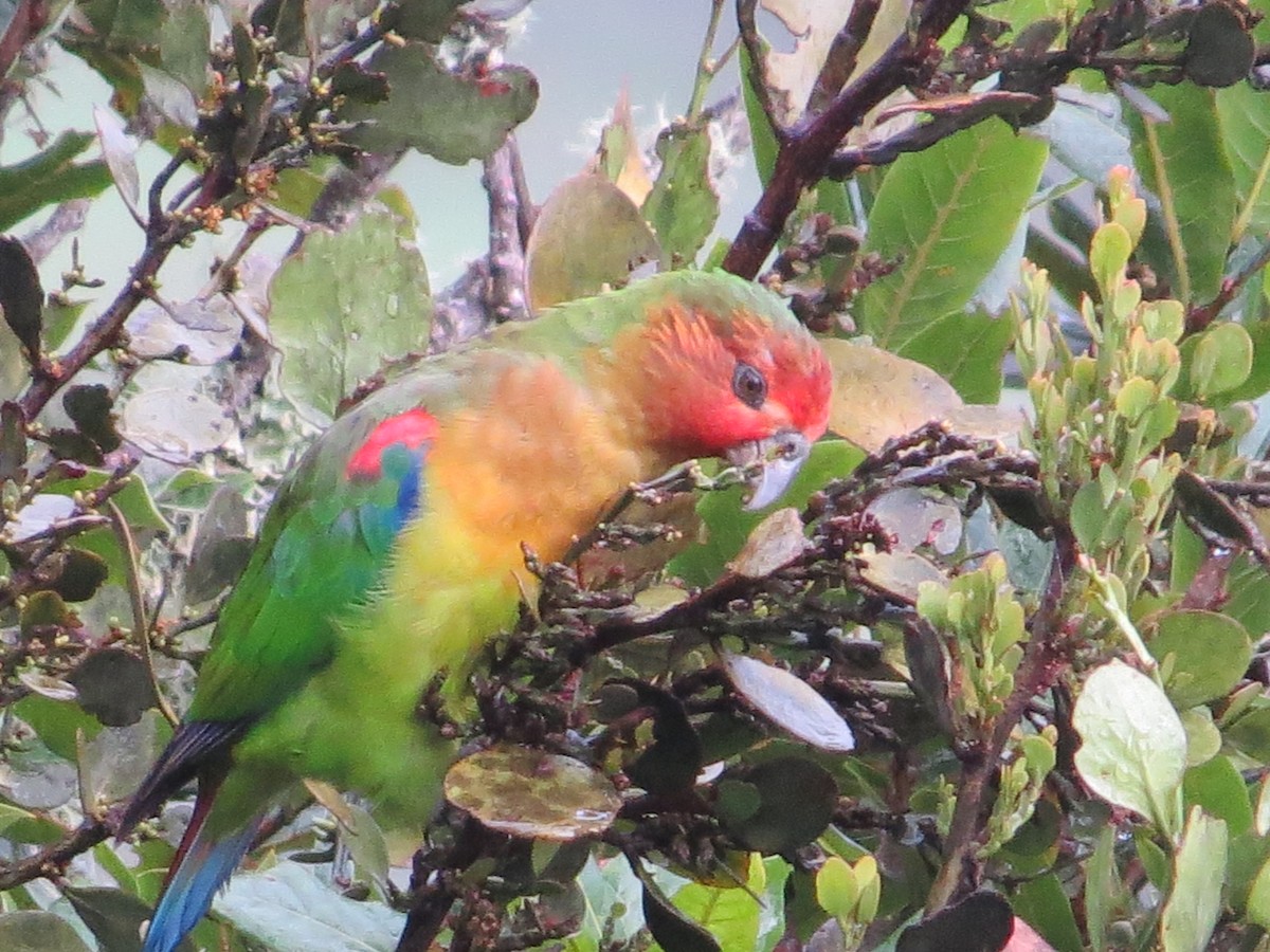 Rusty-faced Parrot - ML98809451