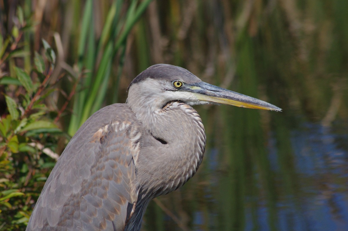 Great Blue Heron - ML98810101