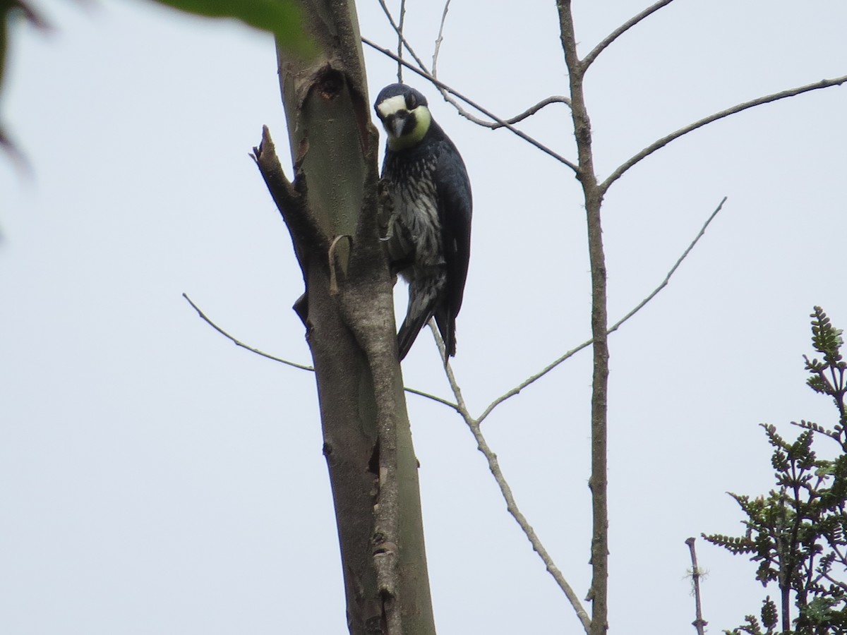 Acorn Woodpecker - ML98810731