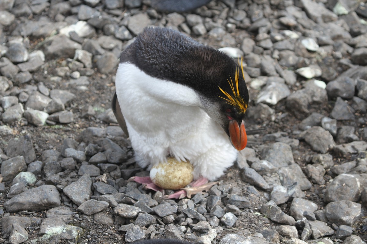 Royal Penguin - James (Jim) Holmes