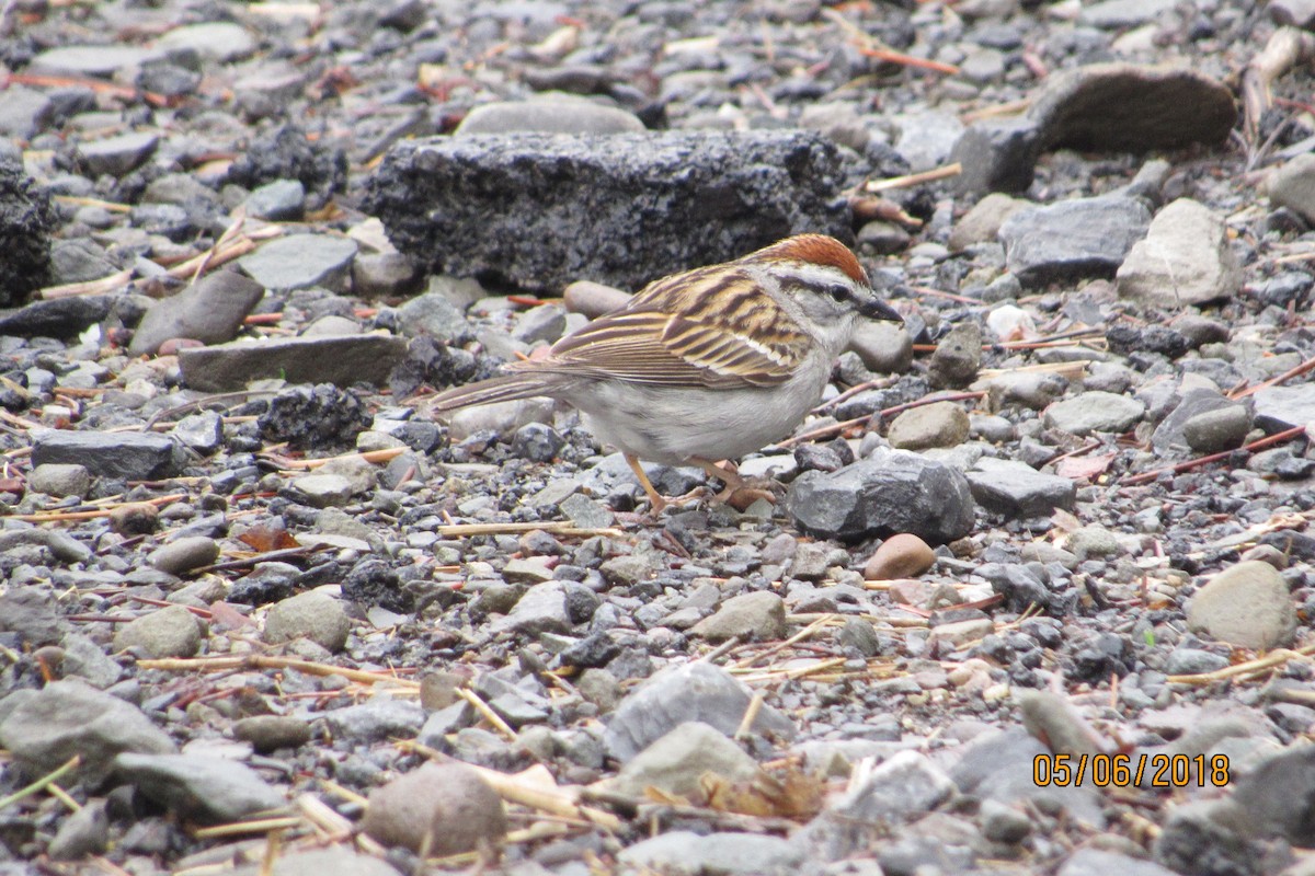 Chipping Sparrow - Mickey Ryan