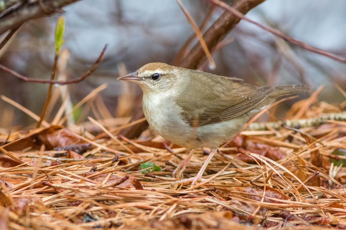 Swainson's Warbler - Neil Hayward