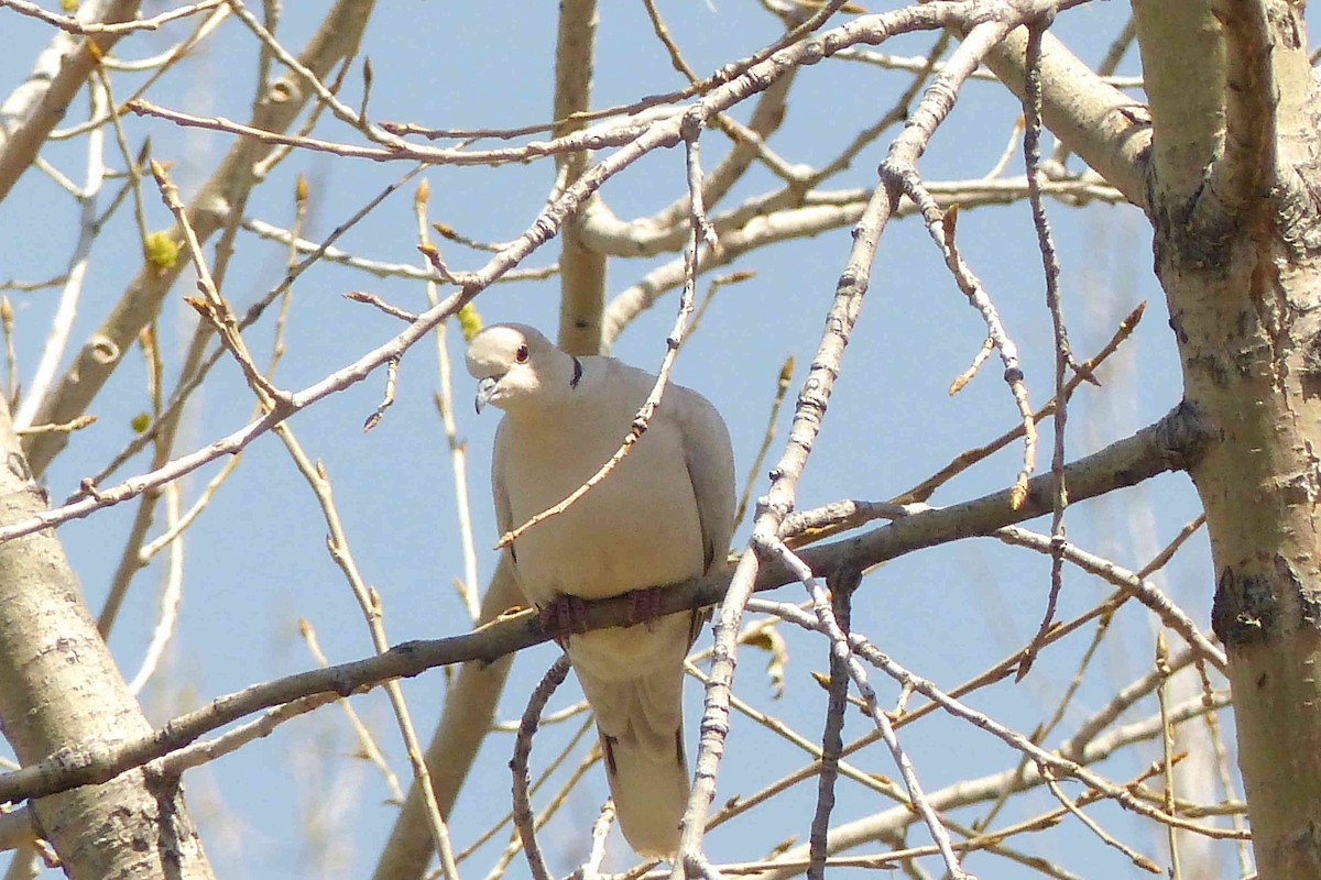 African Collared-Dove - willem van vliet-