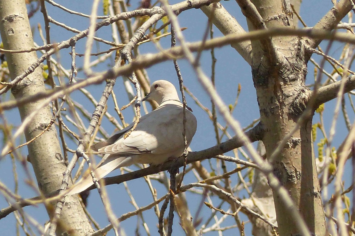 African Collared-Dove - ML98812241