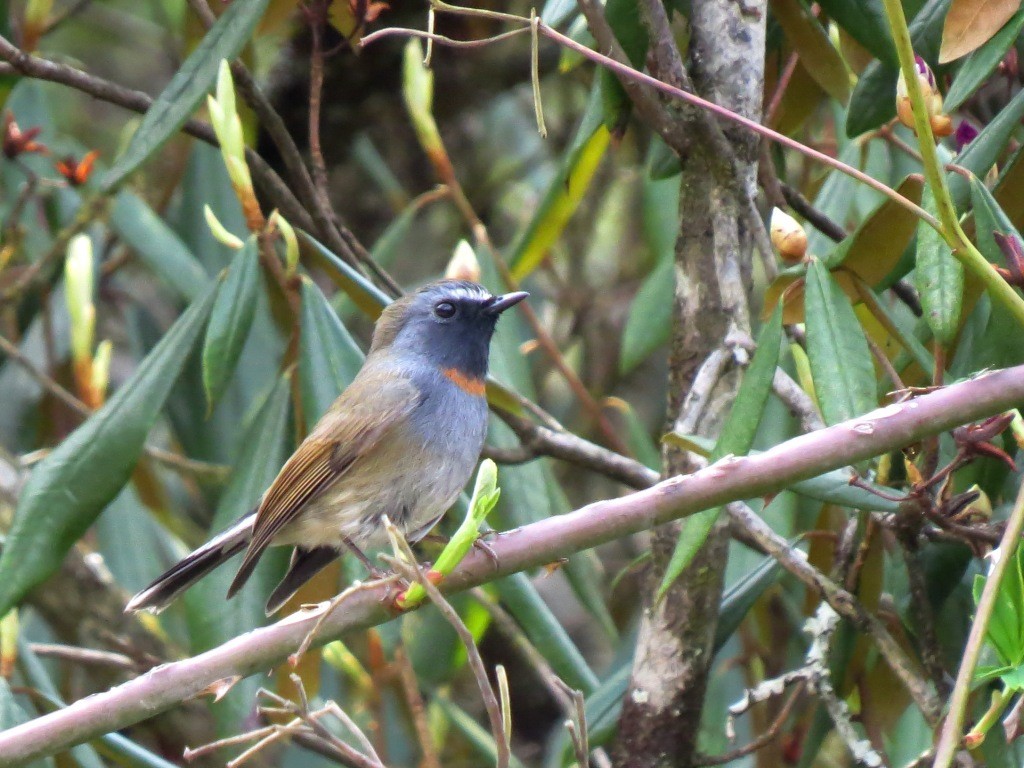 Rufous-gorgeted Flycatcher - ML98812401